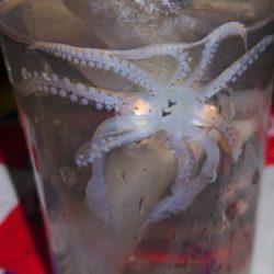 アジング練習340  ジンドウイカ