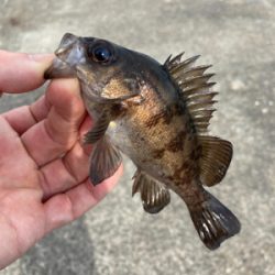 サクッとデイメバル