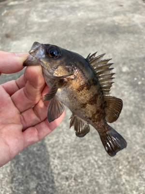 サクッとデイメバル