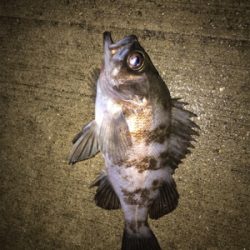 メバルプラッキング