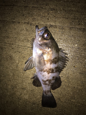 メバルプラッキング