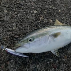 今回も懲りずにパターンを探りに各場所へ