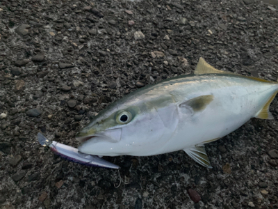 今回も懲りずにパターンを探りに各場所へ