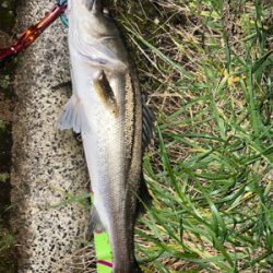 秋爆　シーバス！