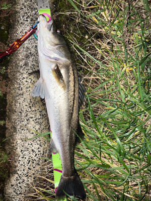 秋爆　シーバス！