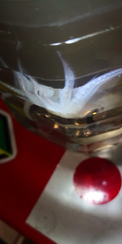 アジング練習341 ヒイカ