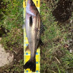 ぎりランカーシーバス！