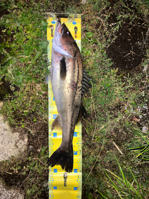 ぎりランカーシーバス！