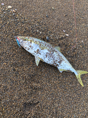 朝マズメジギング