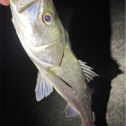 いいサイズ出ました♪