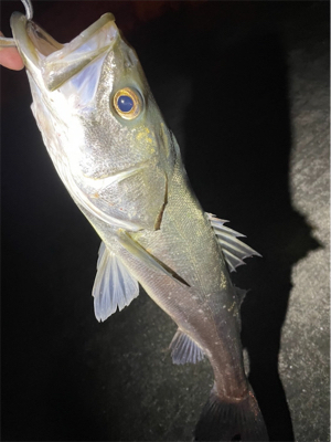 いいサイズ出ました♪