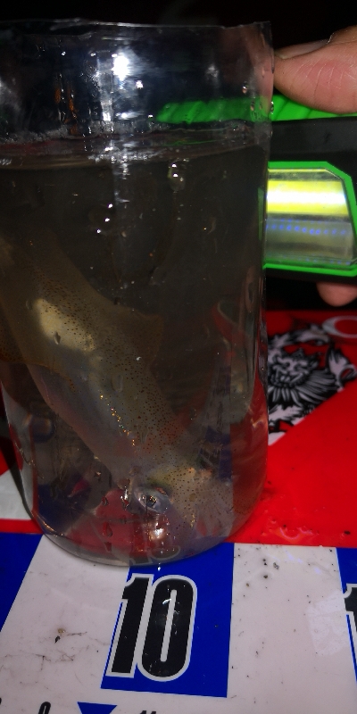 アジング練習342