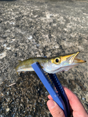 カマスの時合は短い