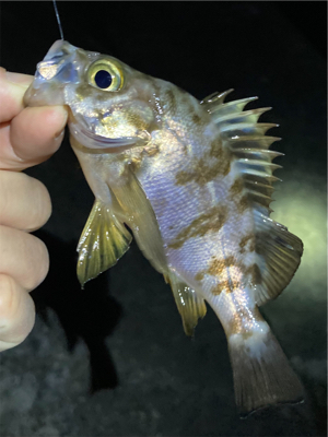 漁港ですライトゲーム