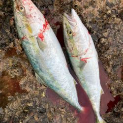 朝マズメショアジギング