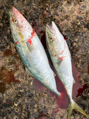 朝マズメショアジギング