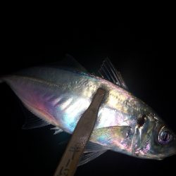 アジング練習343 鯵と神頭烏賊