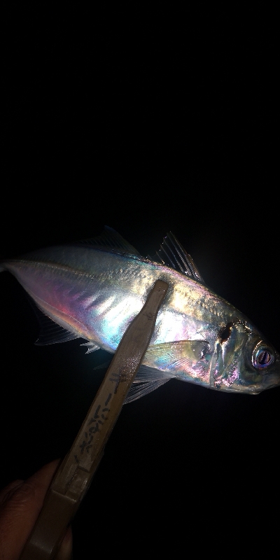 アジング練習343 鯵と神頭烏賊