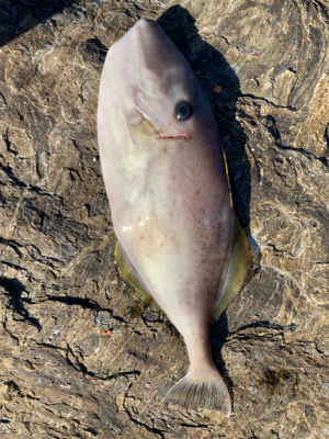 クロ釣りシーズン開幕