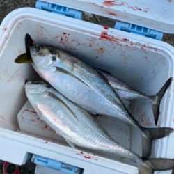 ヒラメ狙いでアジ連発!?