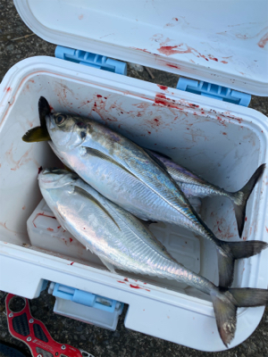 ヒラメ狙いでアジ連発!?