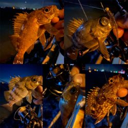 関門メバリング