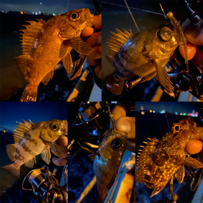 関門メバリング