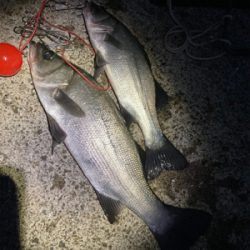 ヒラスズキ釣果！！