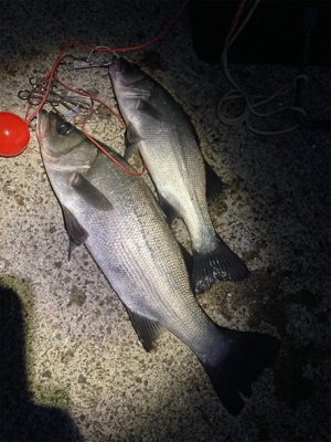 ヒラスズキ釣果！！