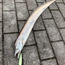 青い牙ねらうも。銀色の牙。。