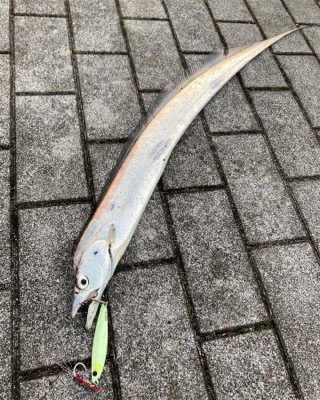 青い牙ねらうも。銀色の牙。。