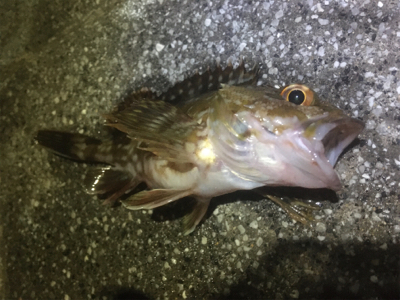 アジサバガシラの三種盛