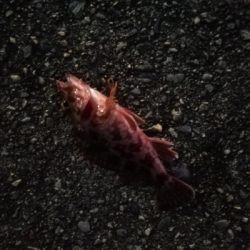 メバル、ガシラ