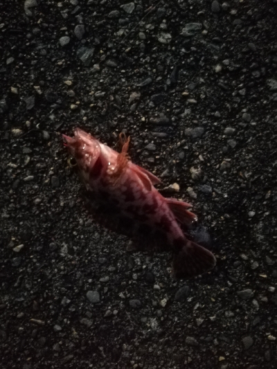 メバル、ガシラ