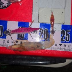 アジング練習344 小鯵と神頭烏賊