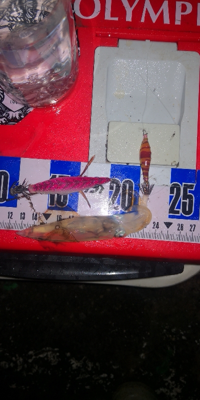 アジング練習344 小鯵と神頭烏賊