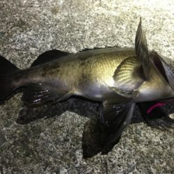 まぁまぁ渋いメバリング