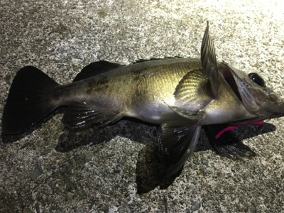 まぁまぁ渋いメバリング