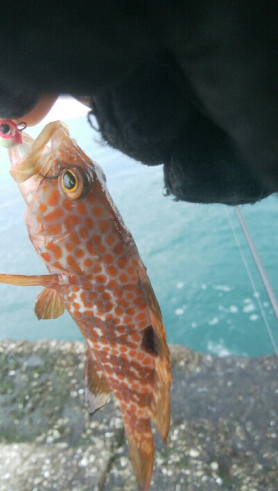 チビハタ1匹　エソ1匹！