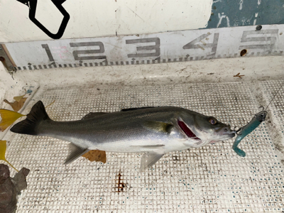 ボウズ逃れのボートシーバス