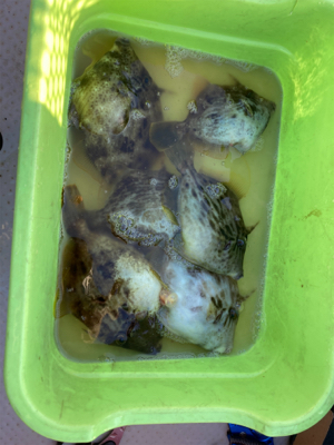 カワハギ爆釣！