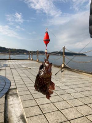 多賀の浜にてちょい釣り