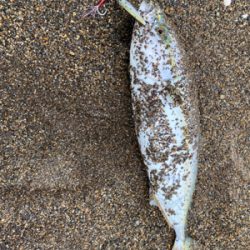 夜勤明けジギング