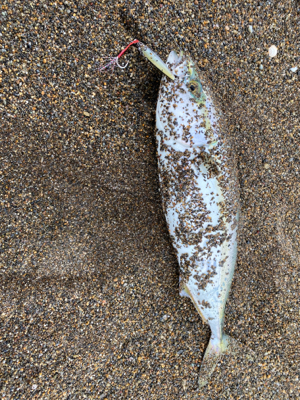 夜勤明けジギング