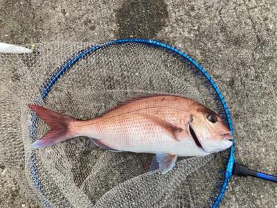 シーズン終盤も快釣