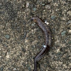 ウツボとネンブツ