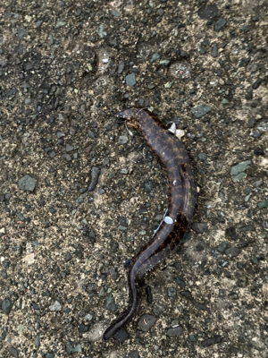 ウツボとネンブツ