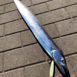 青い牙狙うも。銀牙。。。