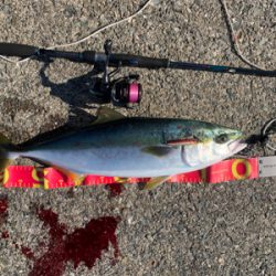 久しぶりに出会えた！