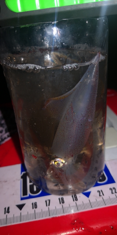 アジング練習347 ライトエギング